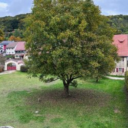 1000_Baum_mitte_c-gvv_für_Tetzel´sche_Familienstiftung_+49(0)1776708254