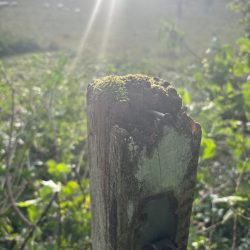 3159 schafswiese_c-gvv_für_Tetzel´sche_Familienstiftung_+49(0)1776708254